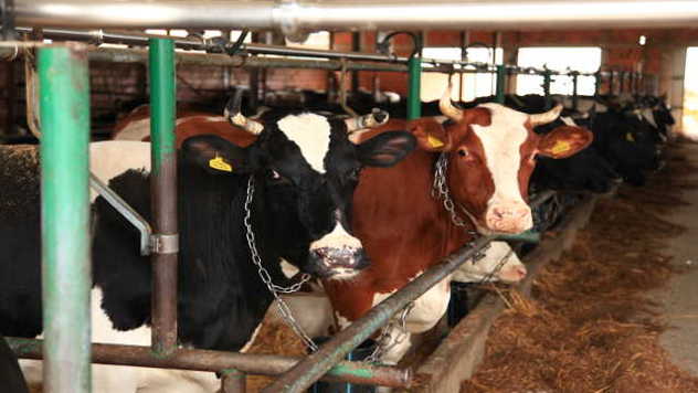 Kako ishrana stoke utiče na kvalitet i promenu sastava mleka