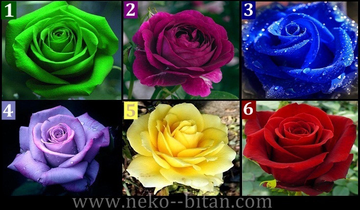 Izaberite najlepšu ružu i otkrijte ATRAKTIVNU MISTERIJU vašeg karaktera – Precizna analiza!