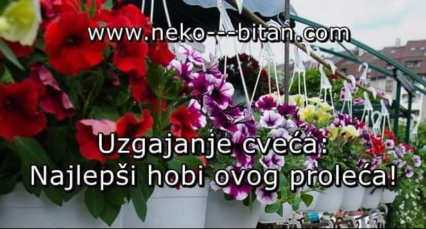 UZGAJANJE CVEĆA i rad u BAŠTI JE Najlepši hobi. Doneće vam najlepše bašte i terase i najveći mogući mir u duši!